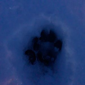 Meet your Posher, Bree